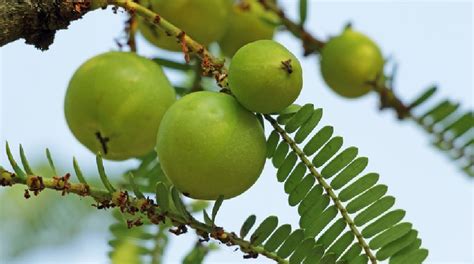 amla means philippines.